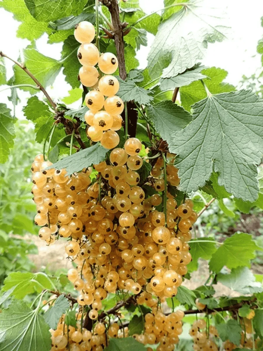 Смородина белая Blanca на Штамбе Смородина белая Blanca на Штамбе