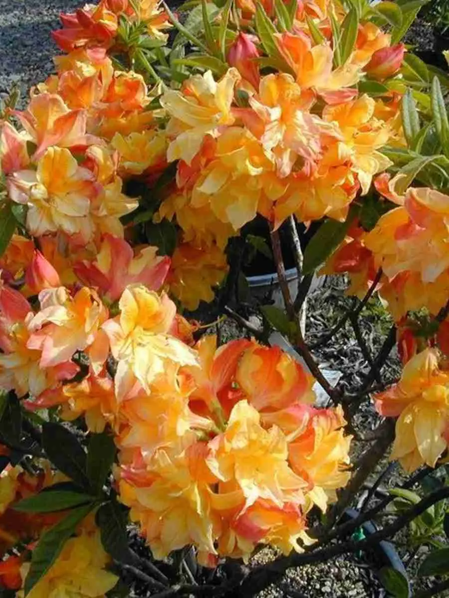 Азалия Klondyke