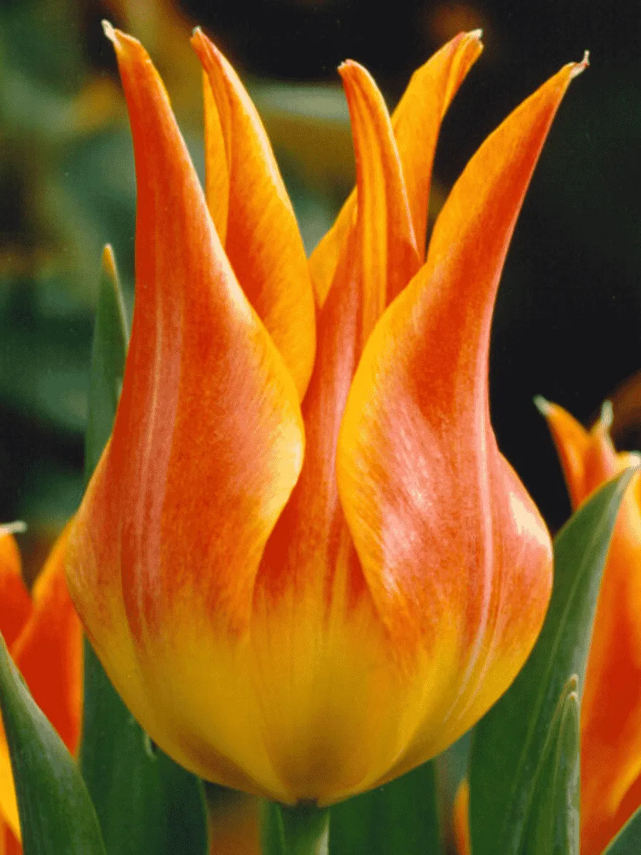 Тюльпан Ballade Orange