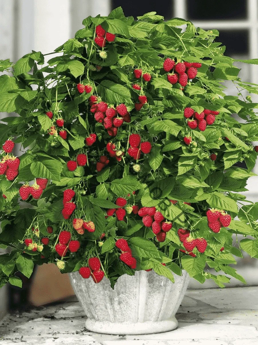 Малина карликовая Ruby Beauty Малина карликовая Ruby Beauty