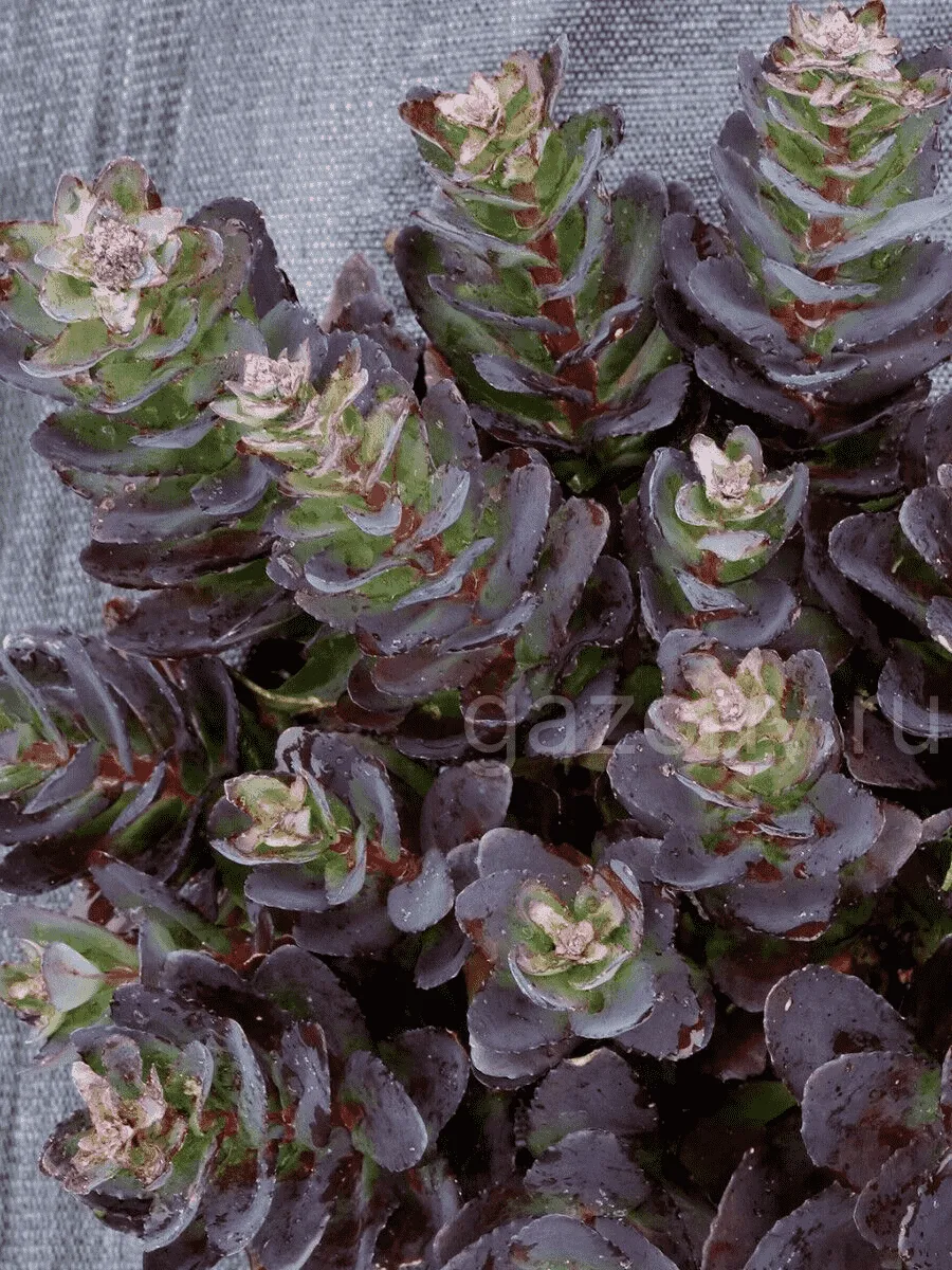 Очиток гибридный Conga line