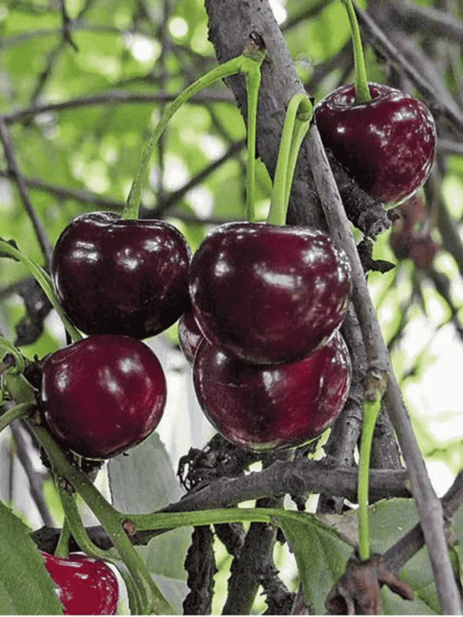 Дюк (Черевишня) Шалунья Дюк (Черевишня) Шалунья