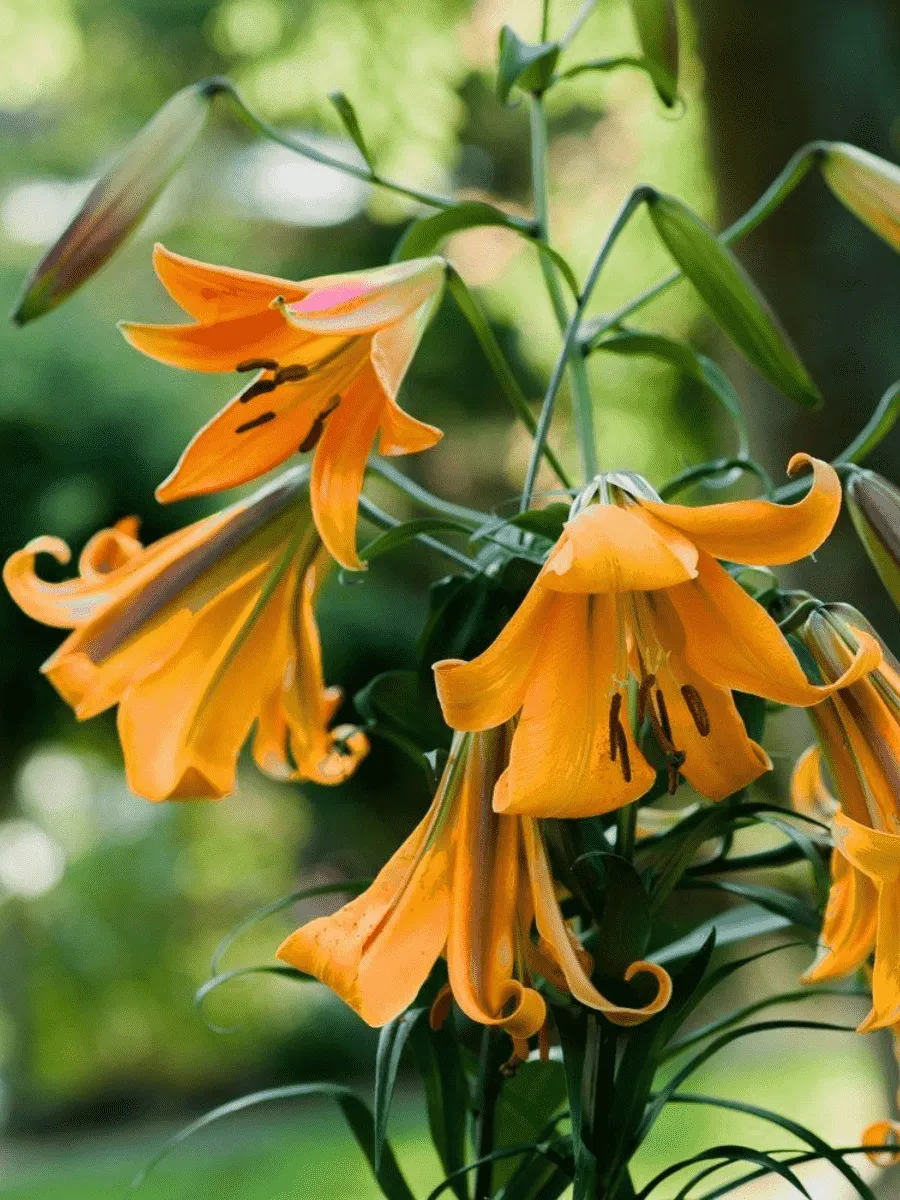 Лилия African Queen