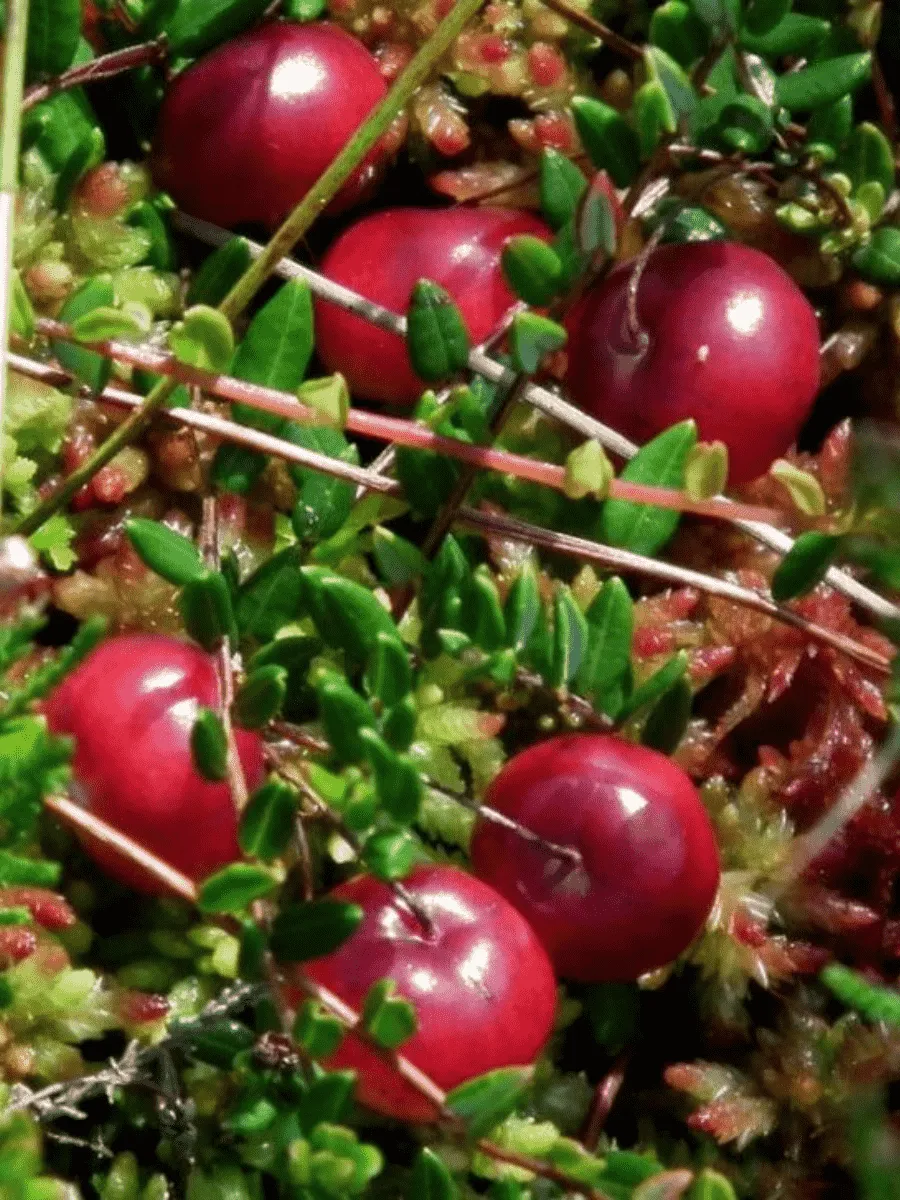 Клюква обыкновенная Howes