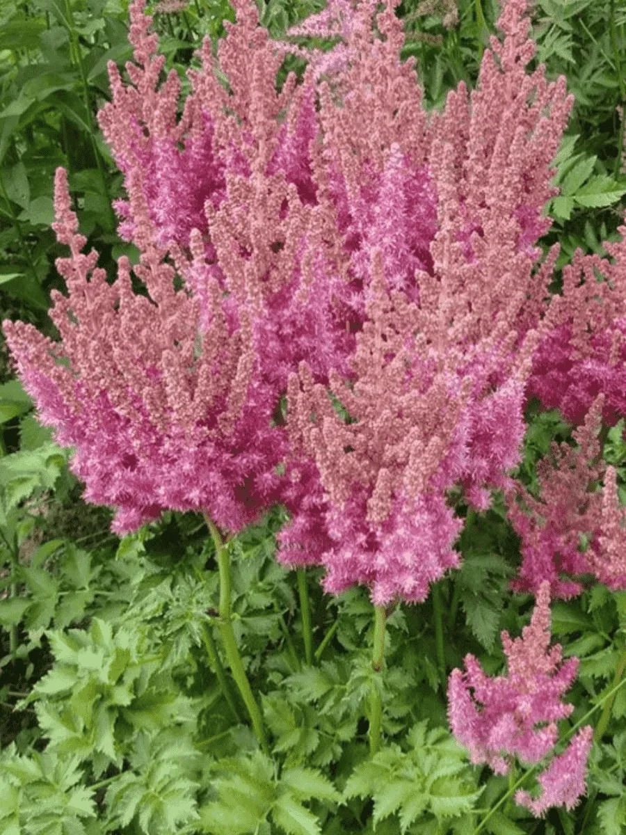 Астильба Арендса Thunder and Lightning