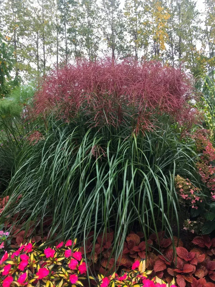 Мискантус китайский Malepartus Мискантус китайский Malepartus