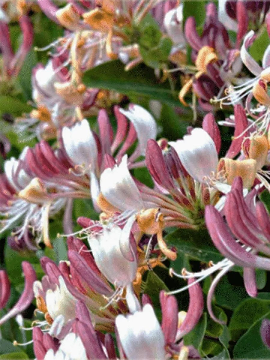 Жимолость каприфоль Inga Жимолость каприфоль Inga