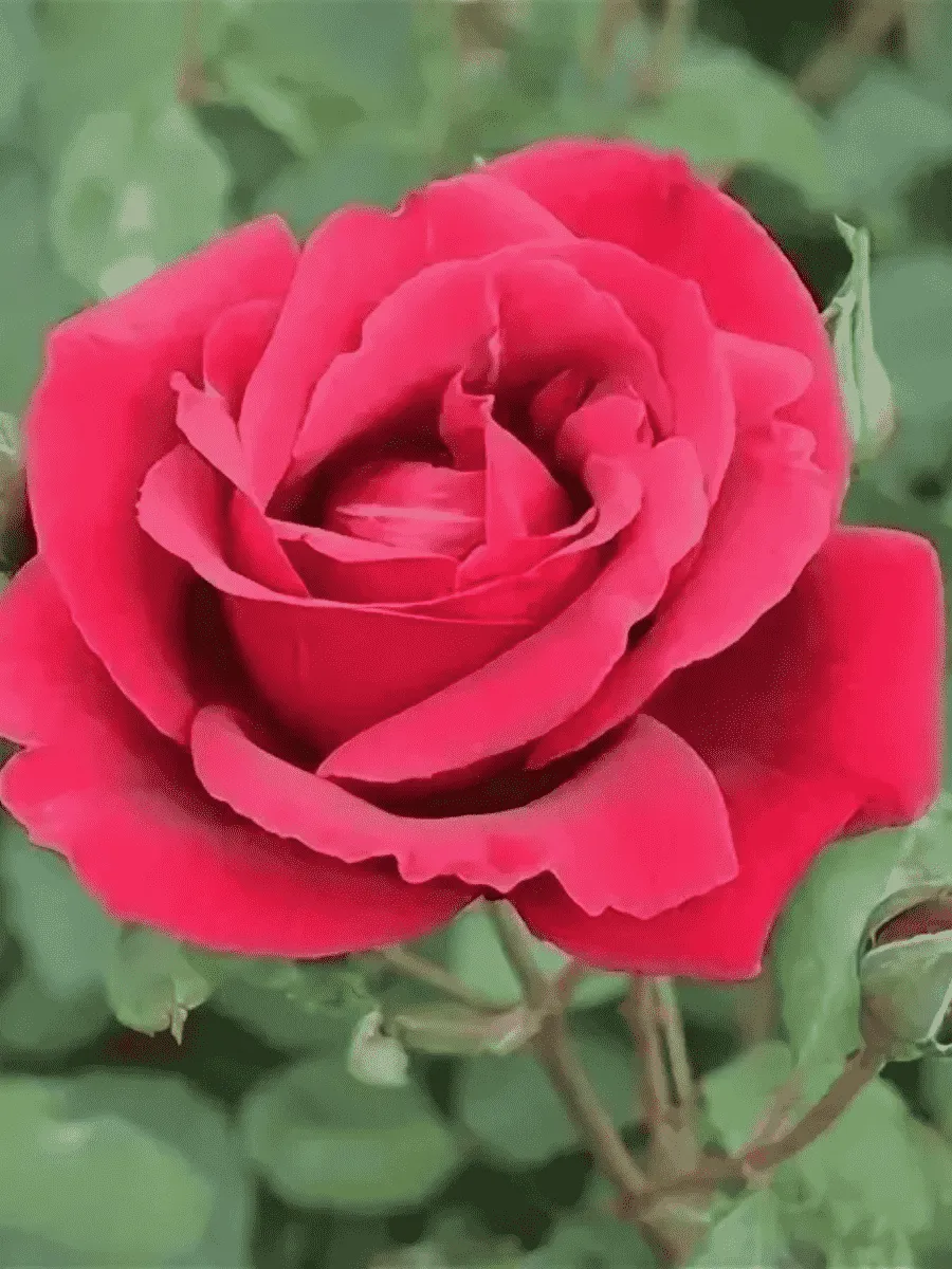 Роза чайно-гибридная Аю-Даг