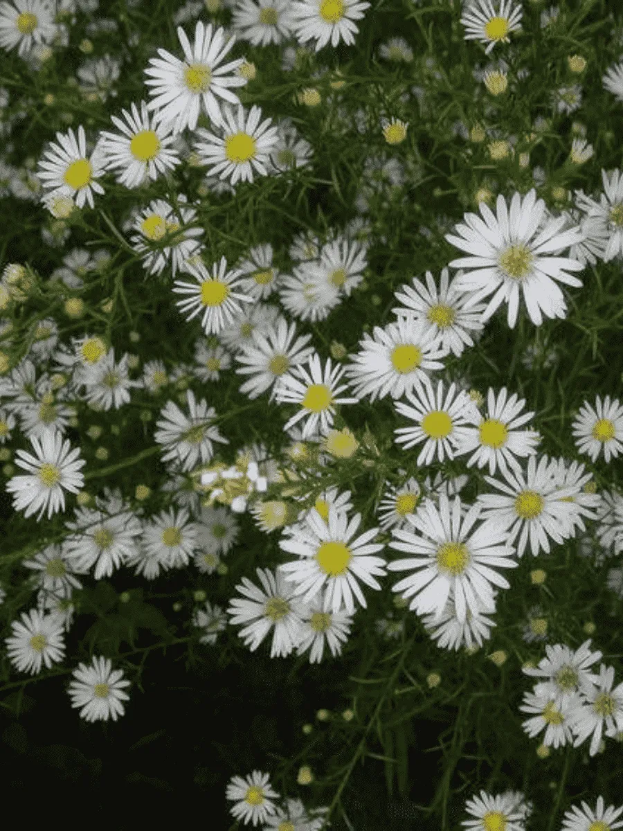 Астра кустарниковая Monte Cassino