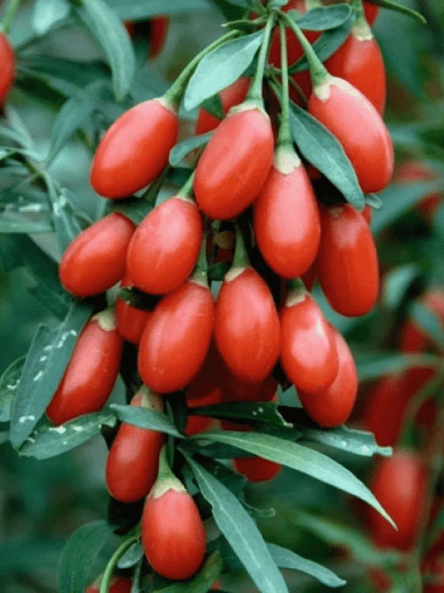 Годжи обыкновенная Korean Big Годжи обыкновенная Korean Big