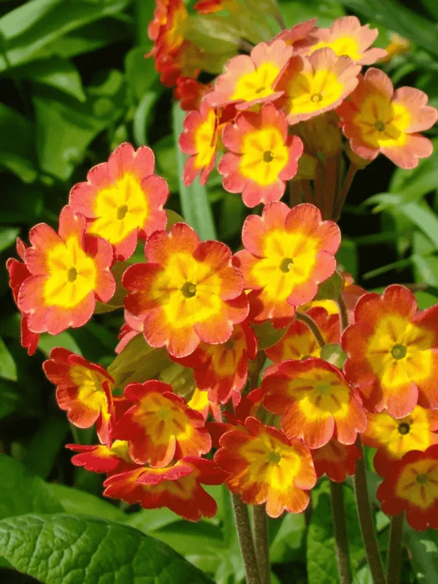 Примула весенняя Orange with Yellow