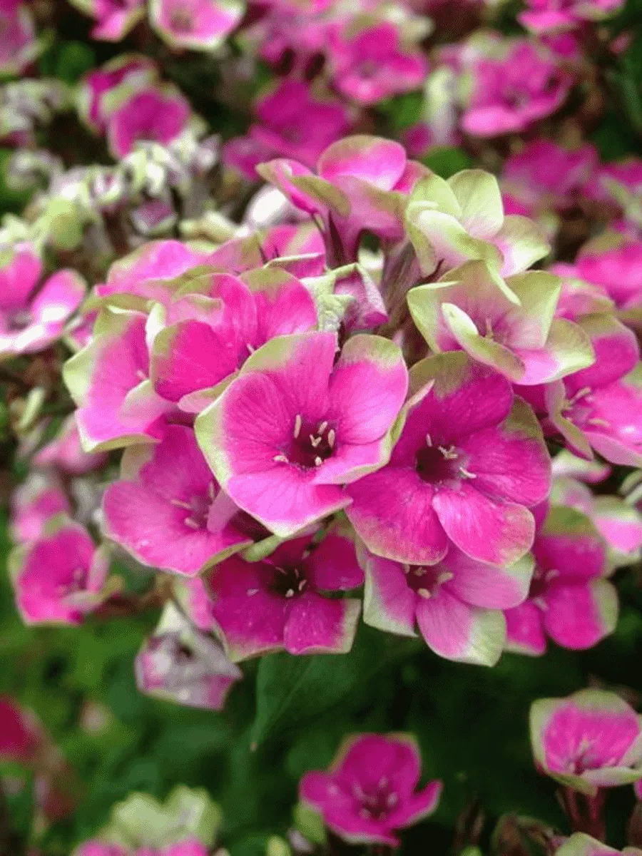 Флокс метельчатый Aureole