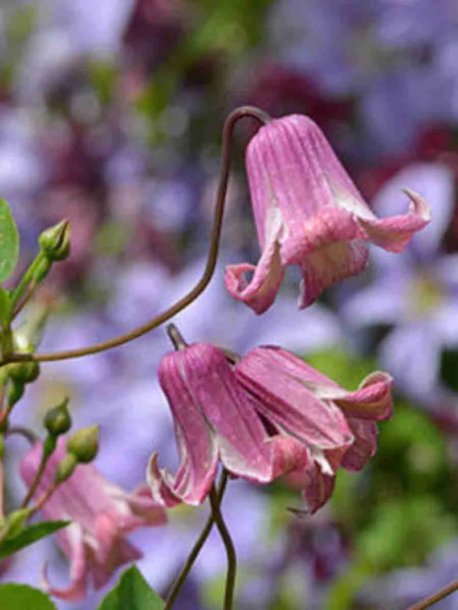 Клематис Fairy slippers