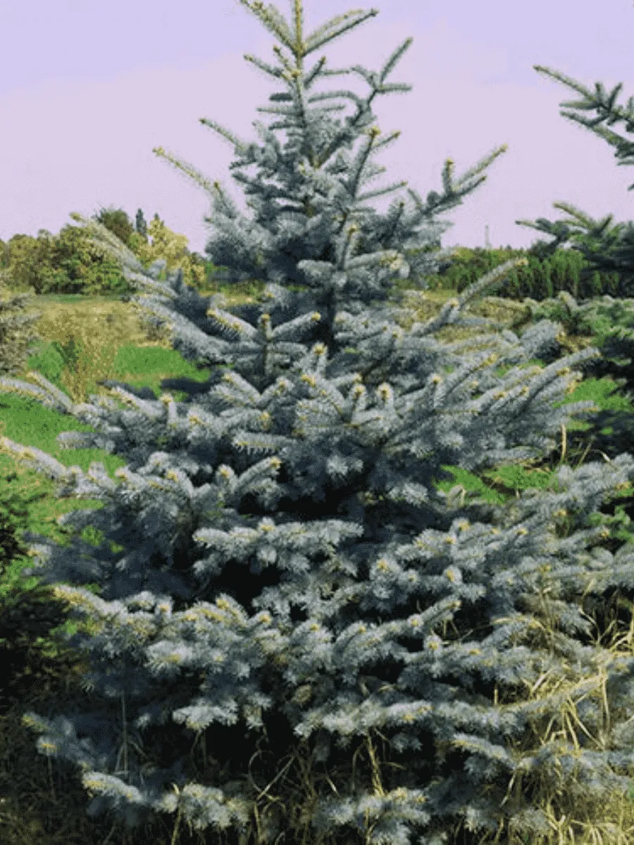 Ель колючая Glauca Ель колючая Glauca