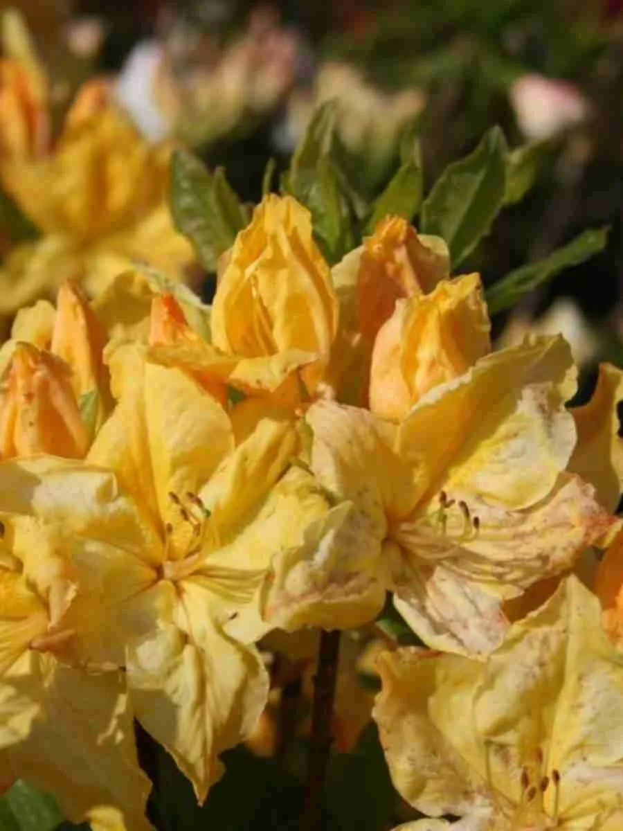 Азалия Windsor Sunbeam Азалия Windsor Sunbeam