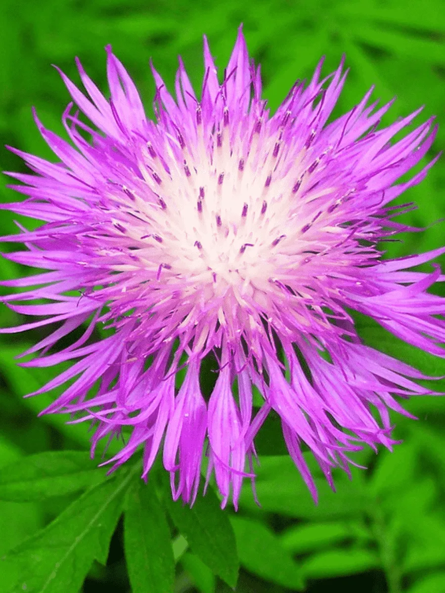 Василек подбеленный Bright Rose