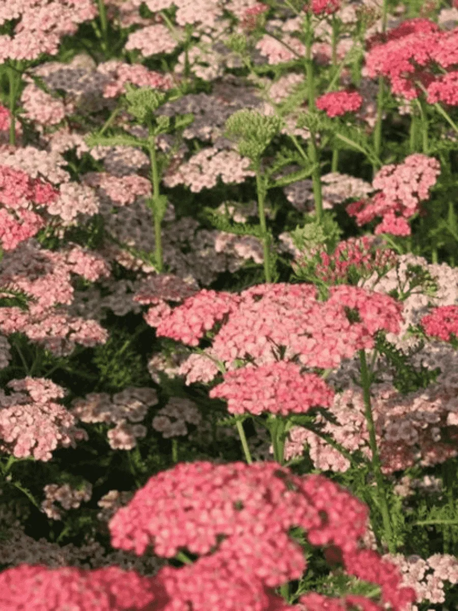 Тысячелистник обыкновенный Apricot Delight Тысячелистник обыкновенный Apricot Delight