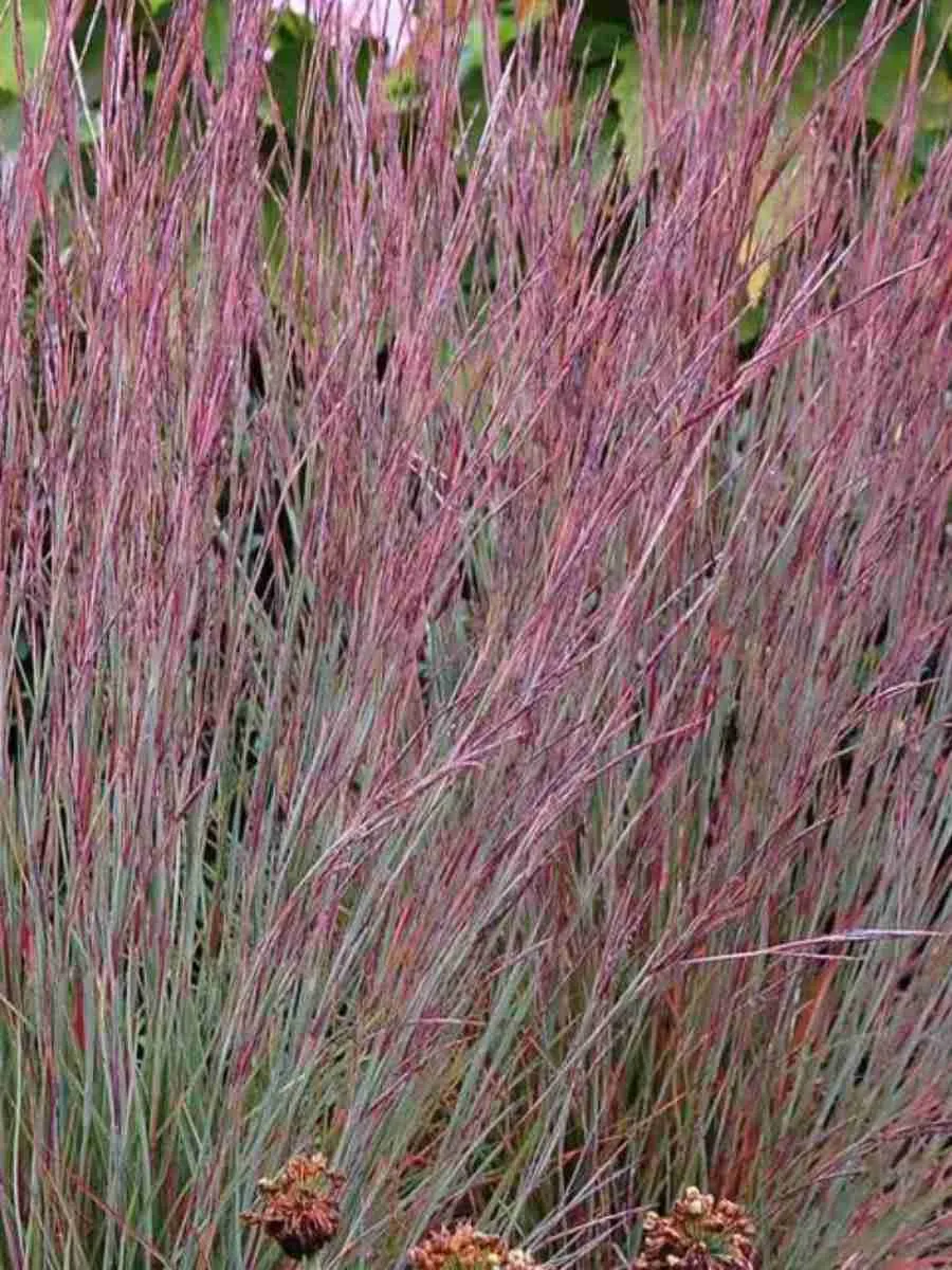 Схизахириум метельчатый Prairie Blues