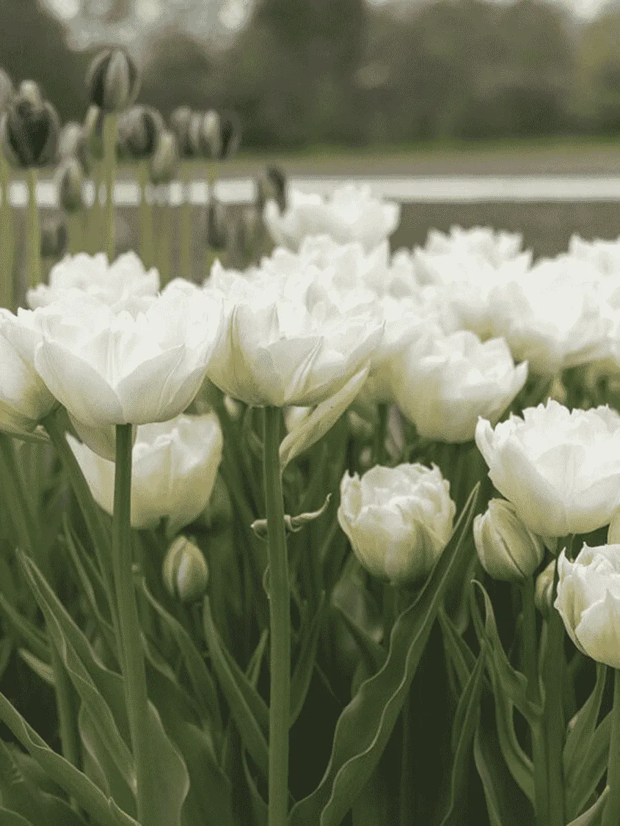 Тюльпан Mondial