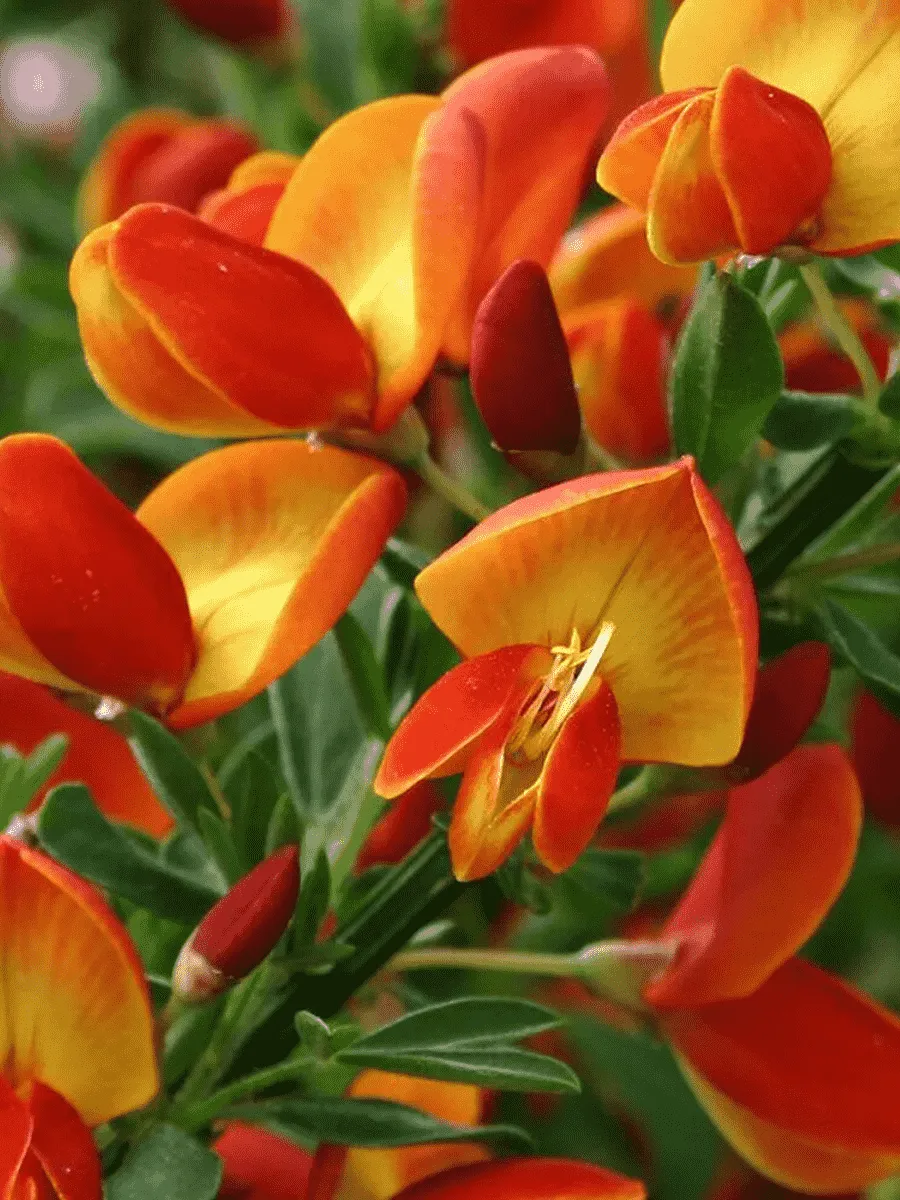 Ракитник венечный Лена