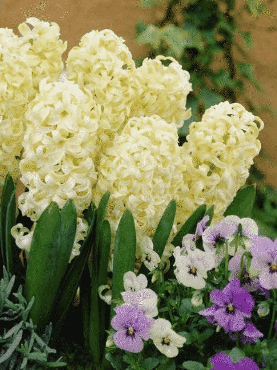 Гиацинт City of Haarlem