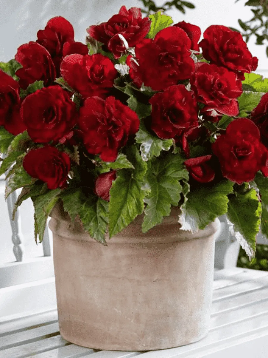 Бегония Double Dark Red