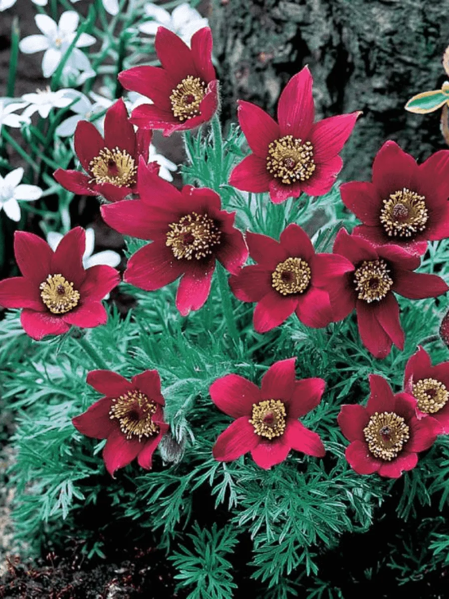 Прострел обыкновенный Rubra Прострел обыкновенный Rubra