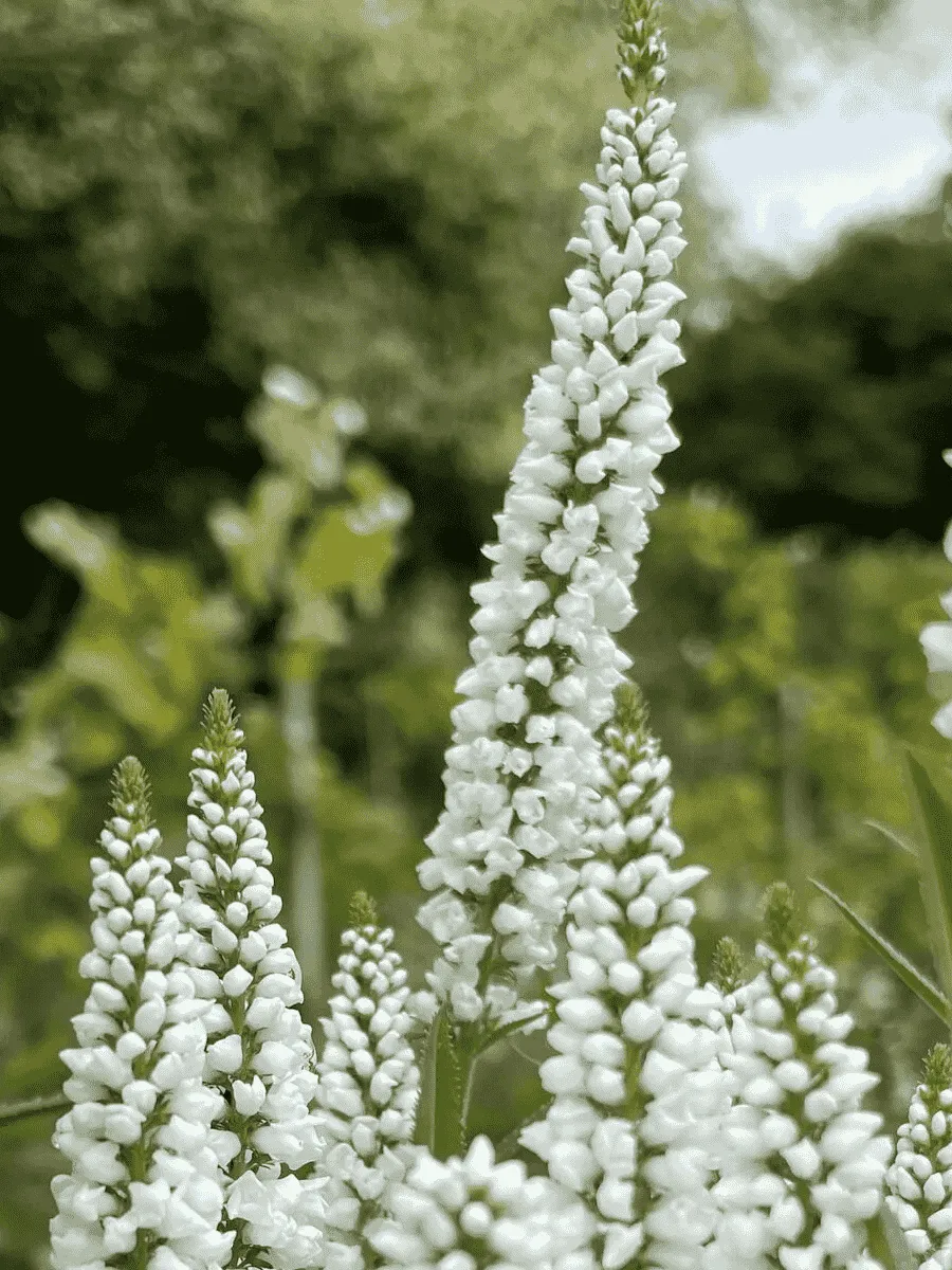 Вероника колосистая Alba