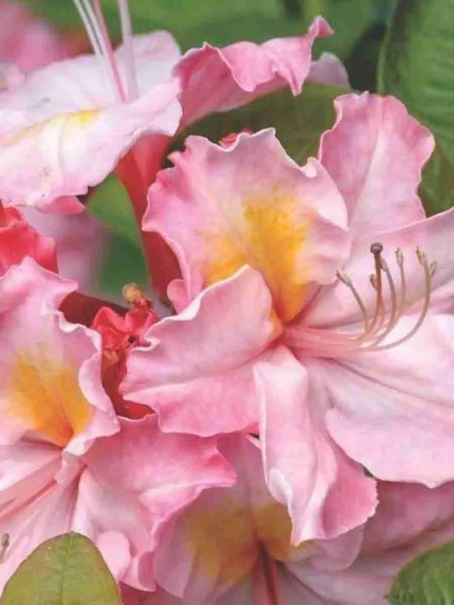 Азалия крупноцветковая Cecile Азалия крупноцветковая Cecile