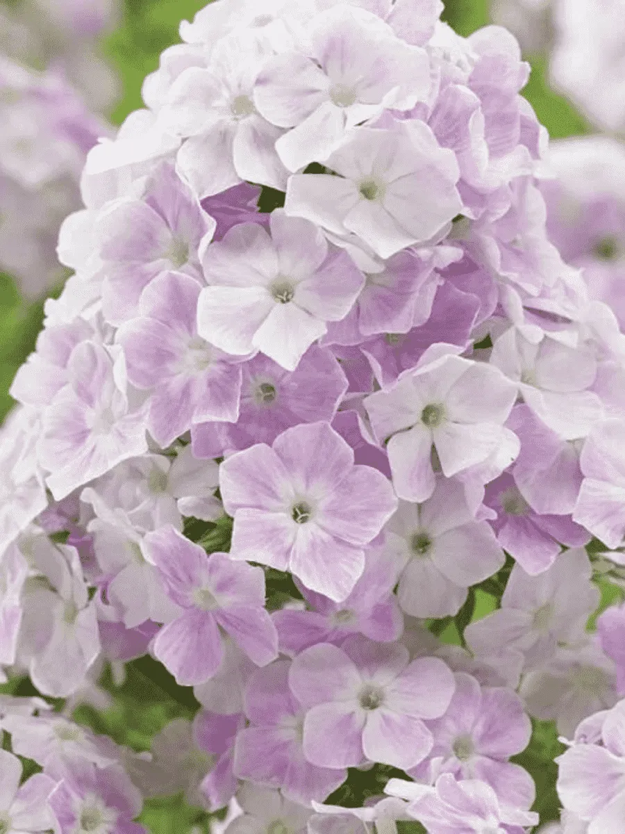 Флокс метельчатый Cool Water