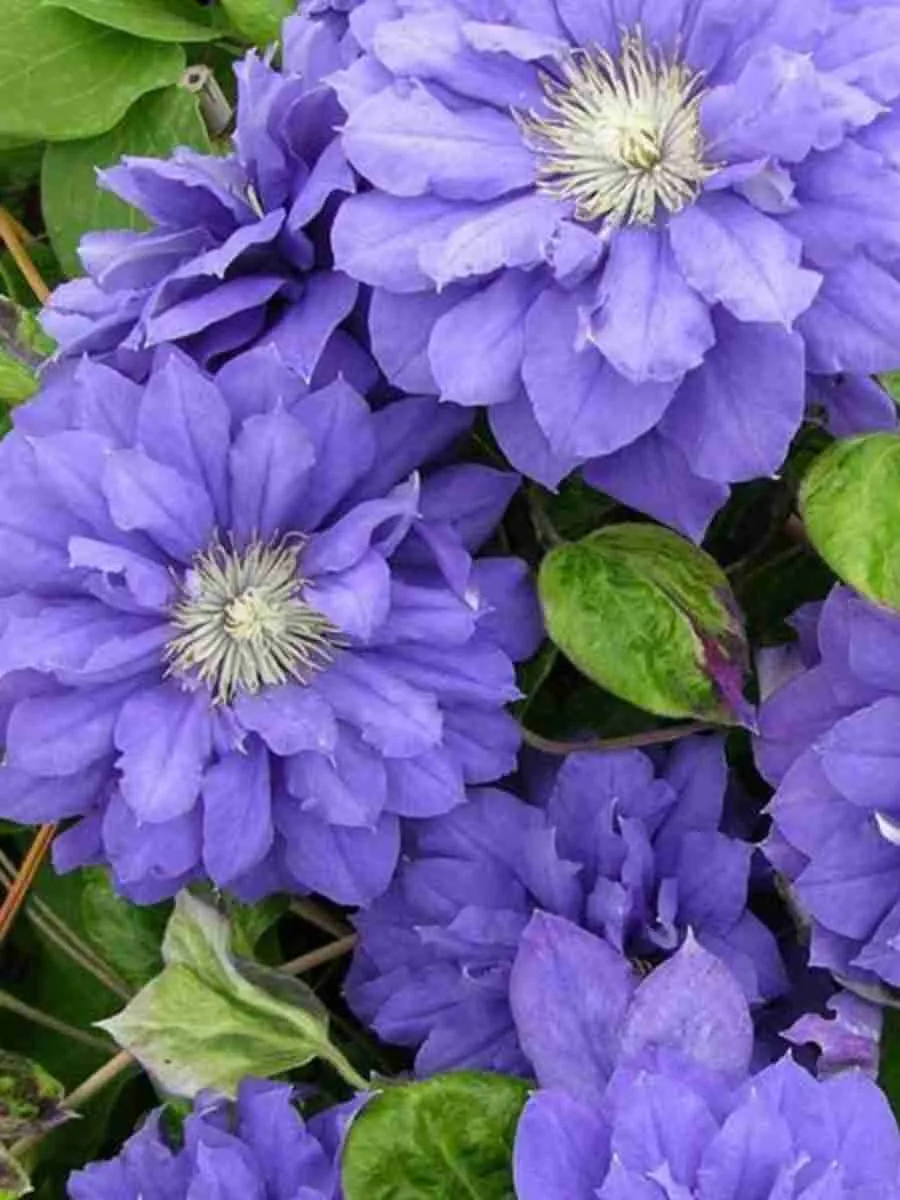 Клематис Beauty of Worcester Клематис Beauty of Worcester