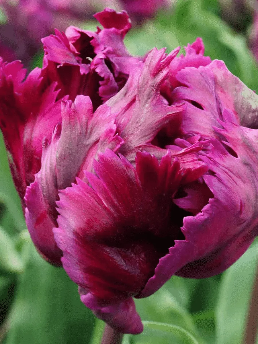 Тюльпан Negrita Parrot