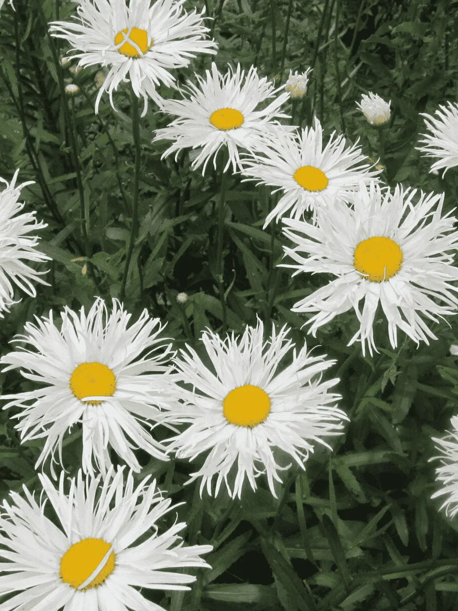 Нивяник Sante