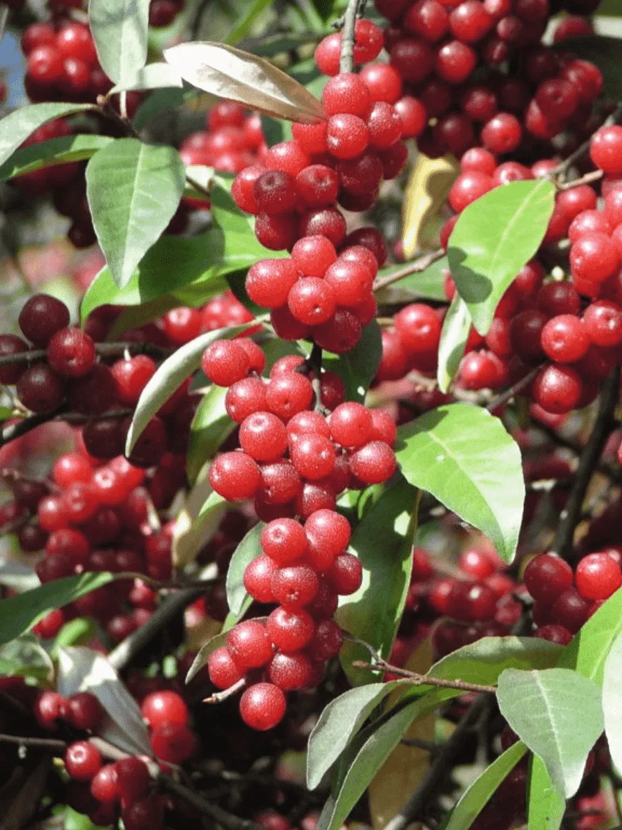 Лох зонтичный Pointilla Amoroso