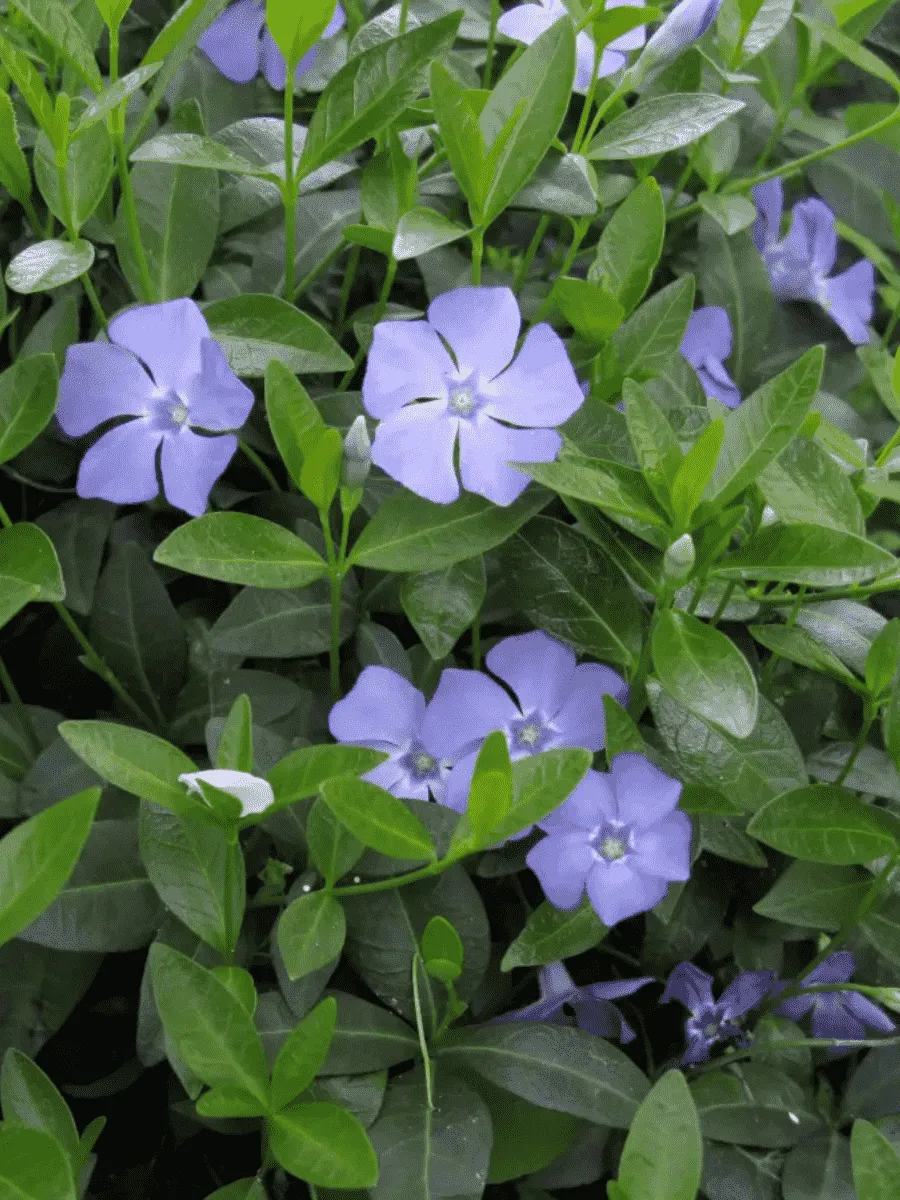 Барвинок малый HAWAII Барвинок малый HAWAII