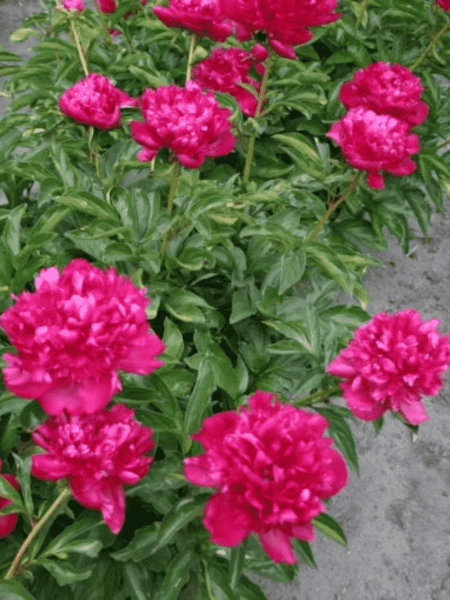 Пион Молочноцветковый Paul M. Wild