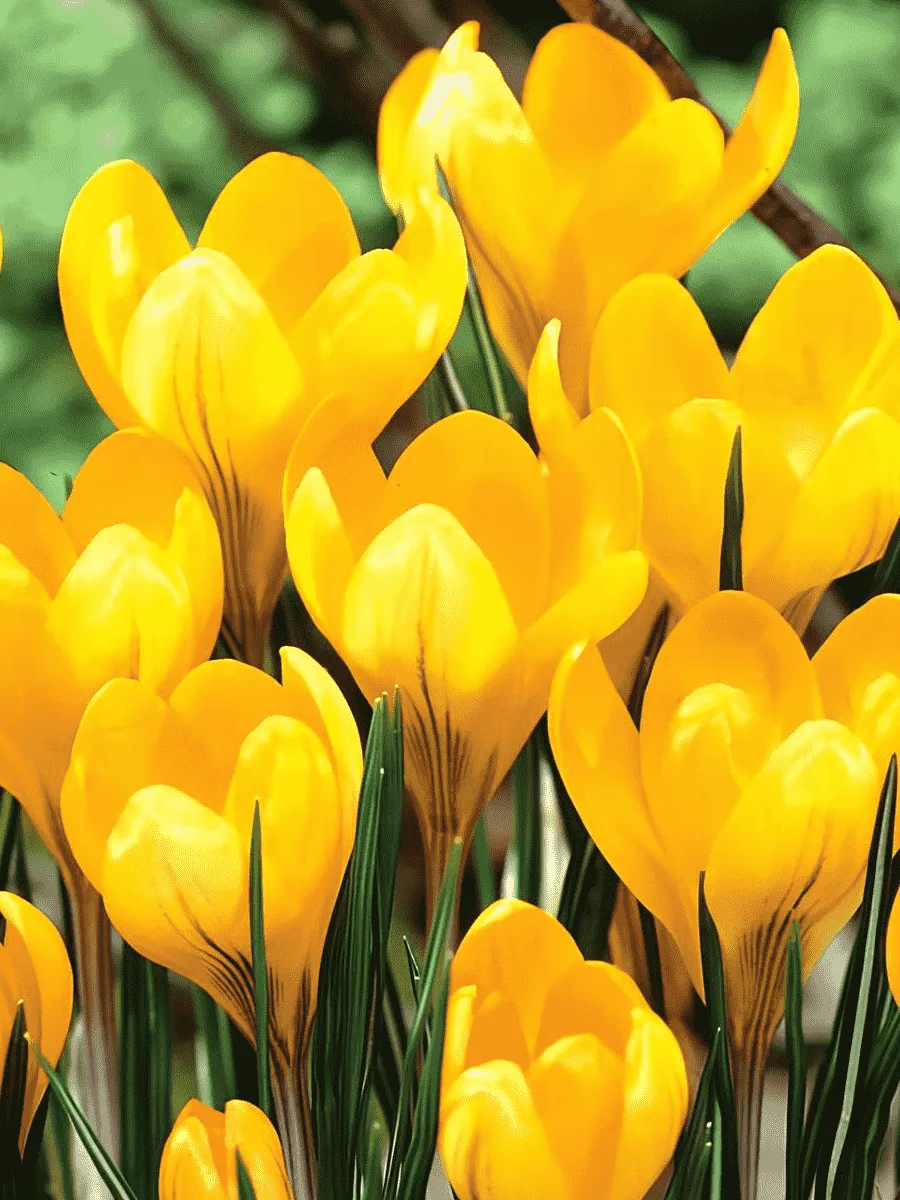 Крокус Ботанический Golden Yellow