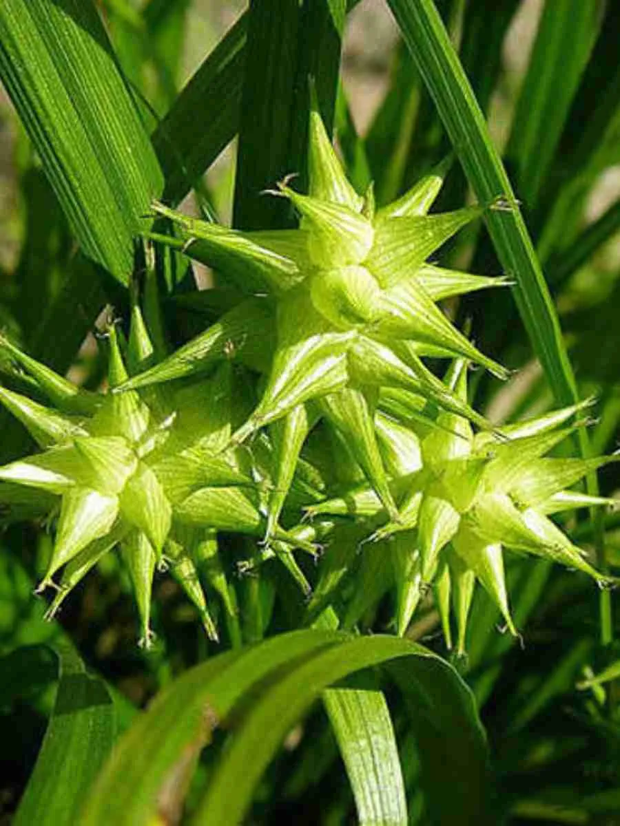 Осока Грея Осока Грея