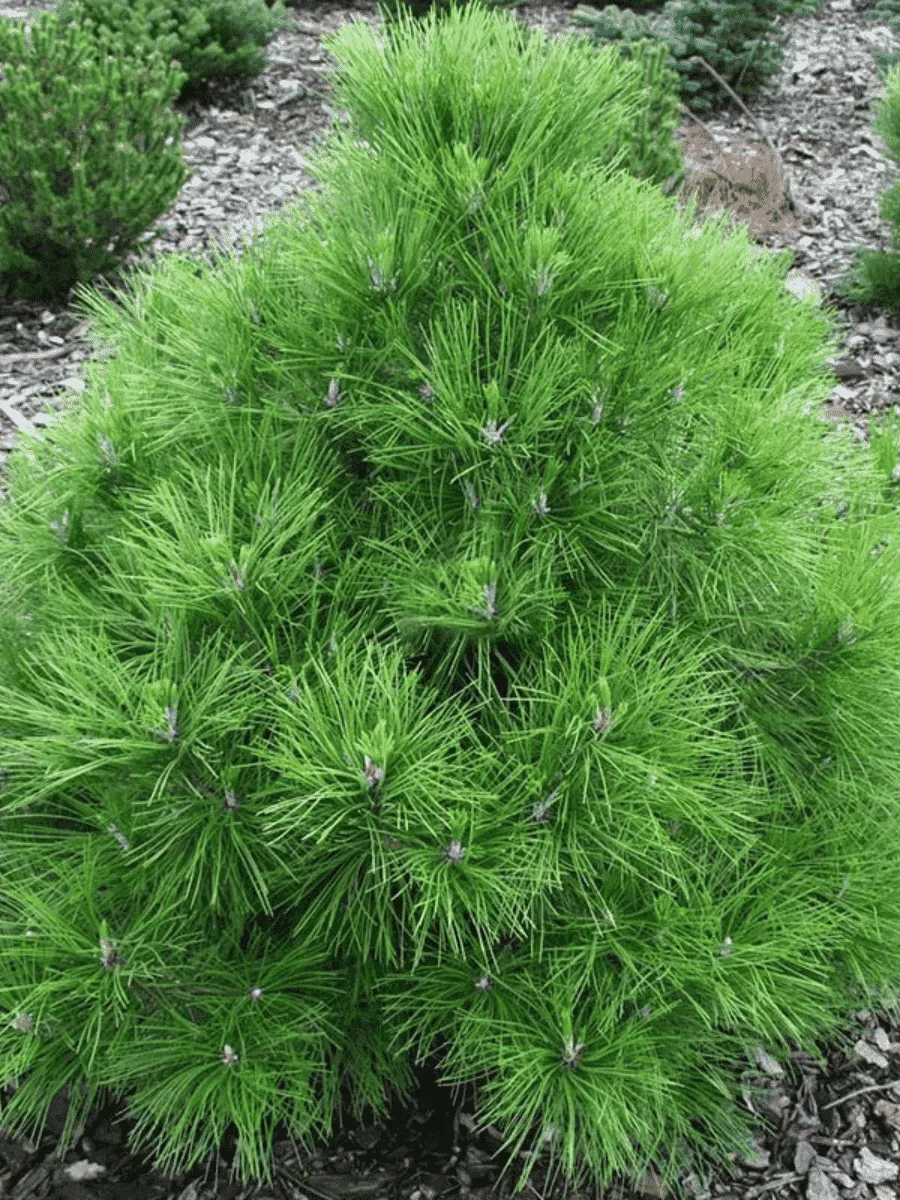 Сосна чёрная Nana