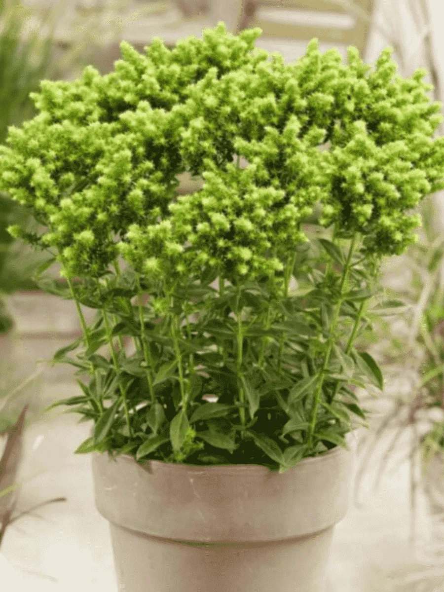 Флокс метельчатый Green Lion