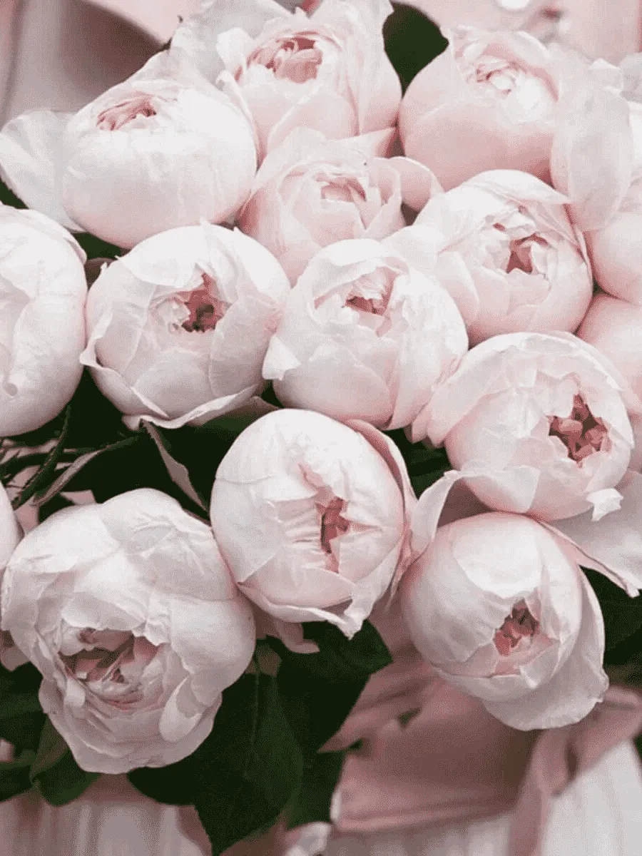 Роза Флорибунда Peony Pink Роза Флорибунда Peony Pink