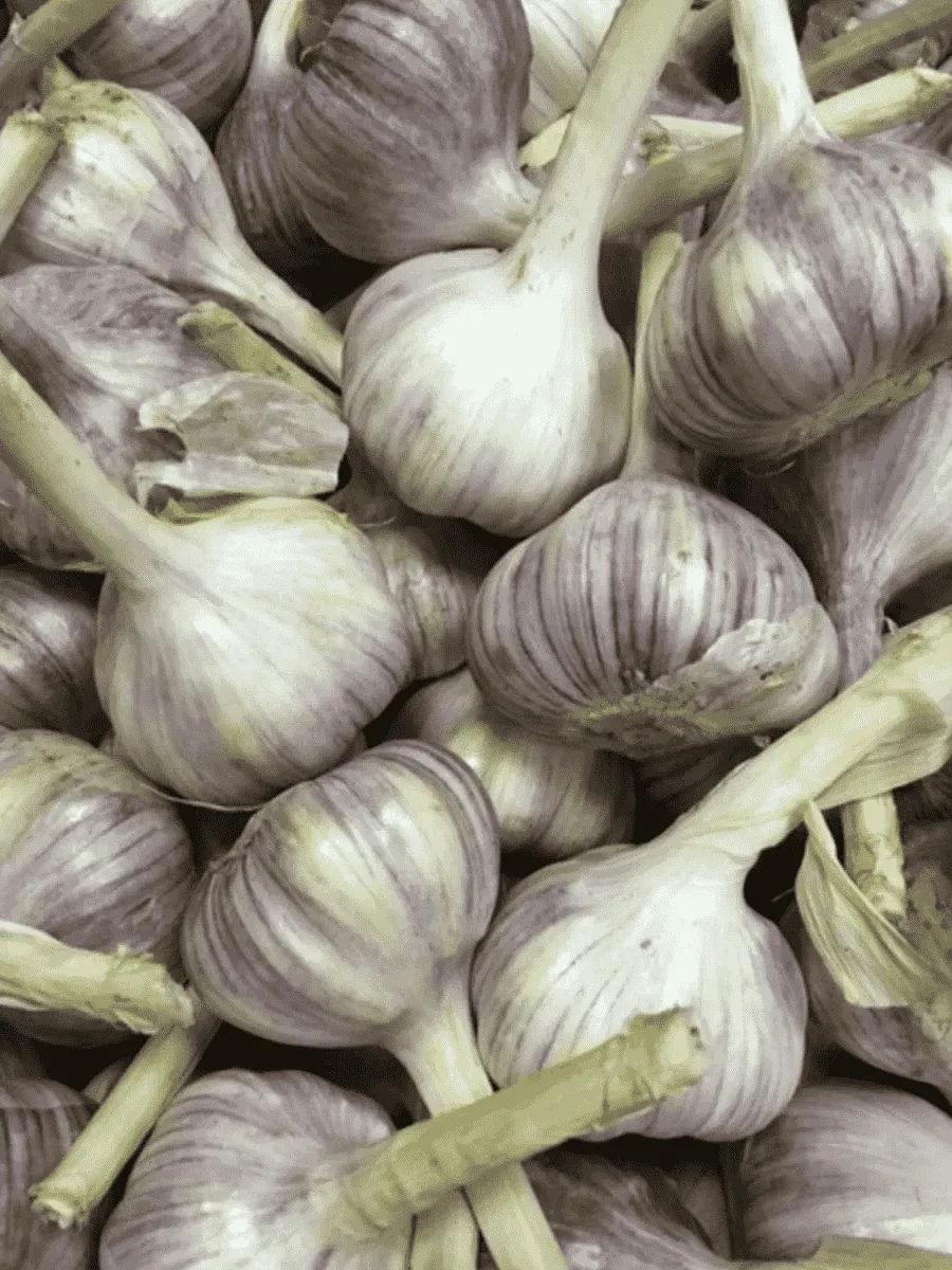 Чеснок Озимый Добрыня Чеснок Озимый Добрыня