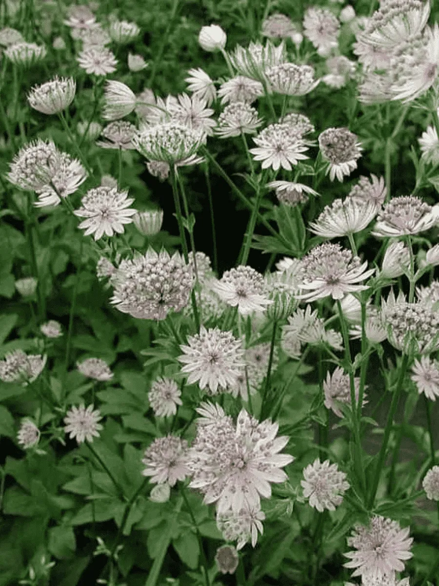 Астранция большая