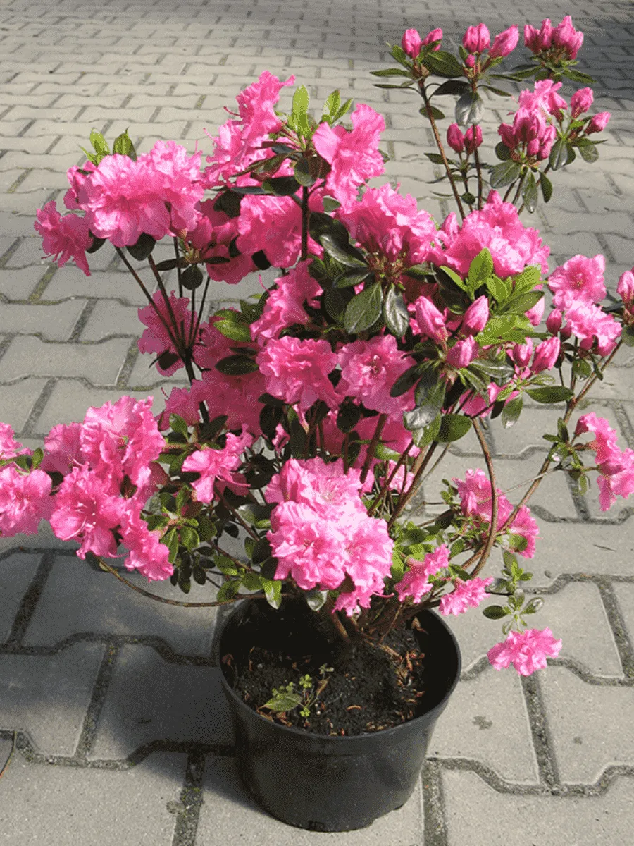 Рододендрон тупой Petticoat Рододендрон тупой Petticoat