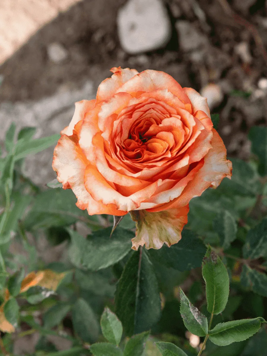 Роза чайно-гибридная Caraluna