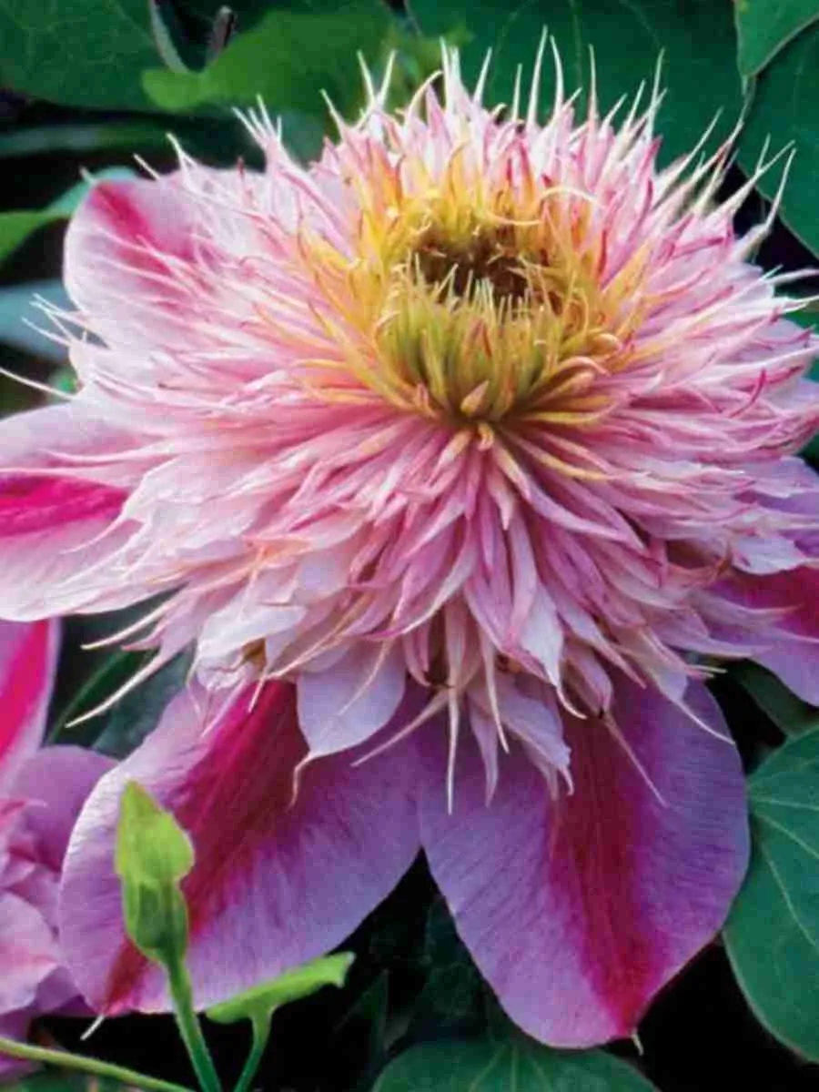 Клематис Empress