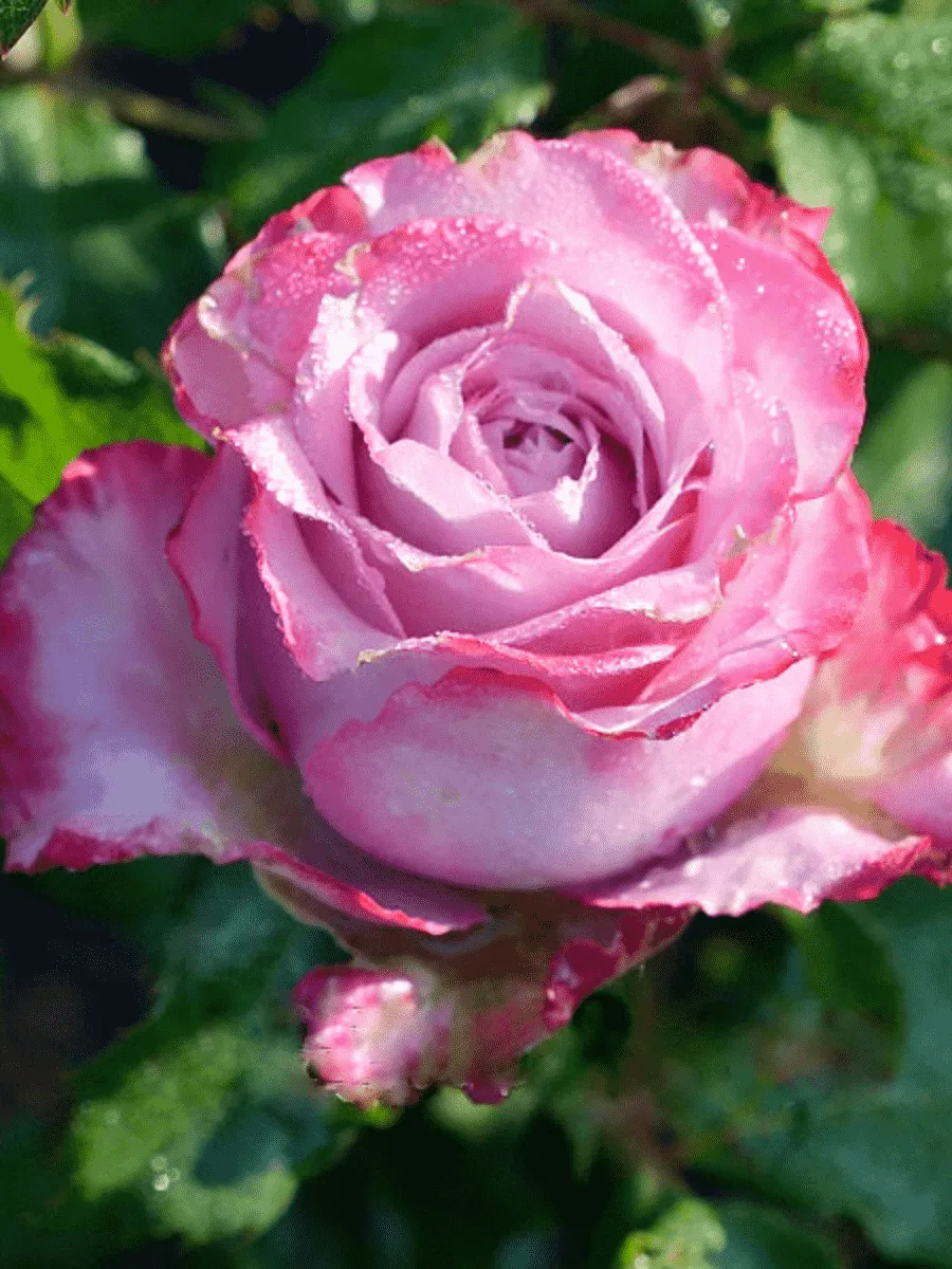 Роза Чайно-гибридная Deep Water