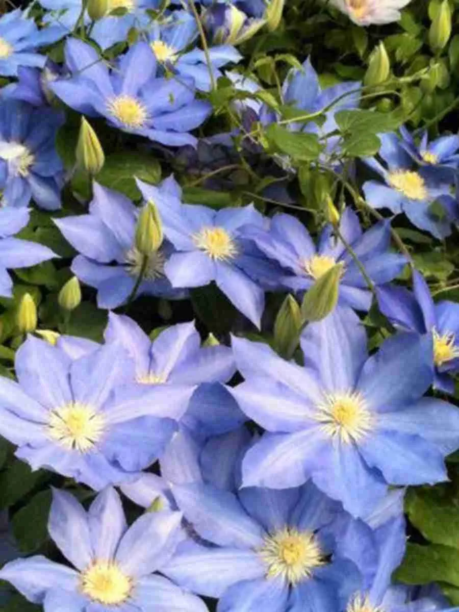 Клематис гибридный Blue Pillar