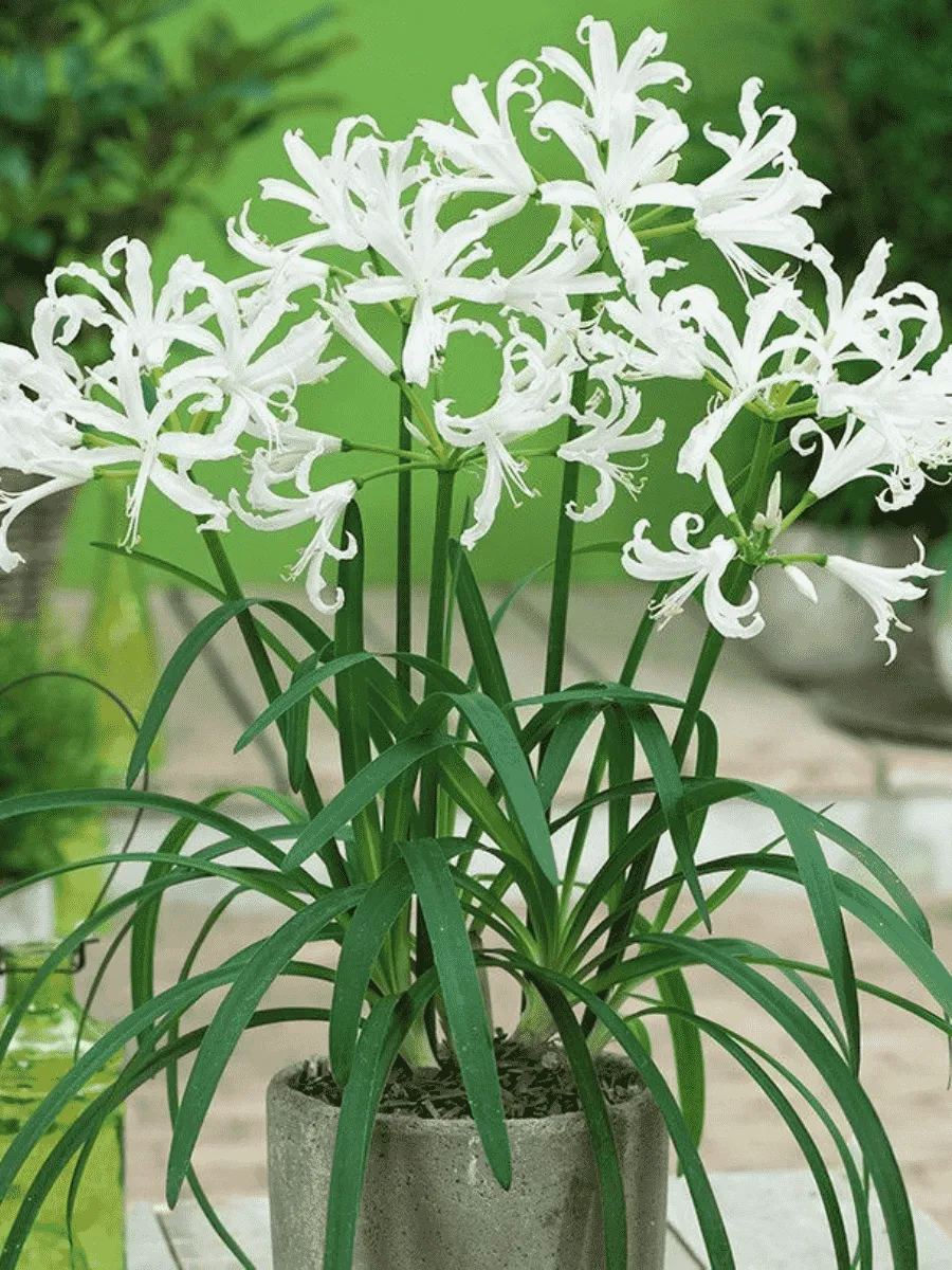 Нерина Bowdenii Alba Нерина Bowdenii Alba