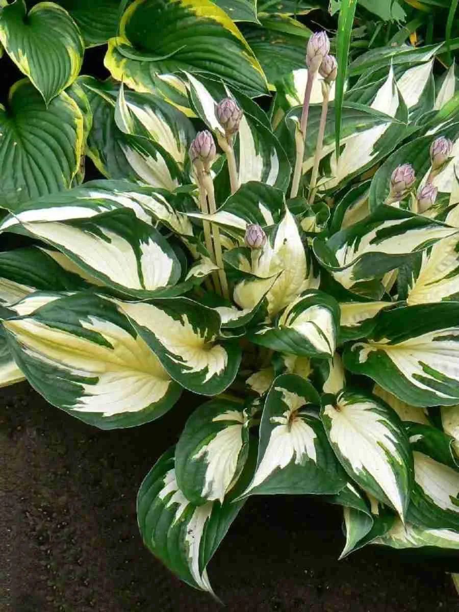 Хоста Fire and Ice